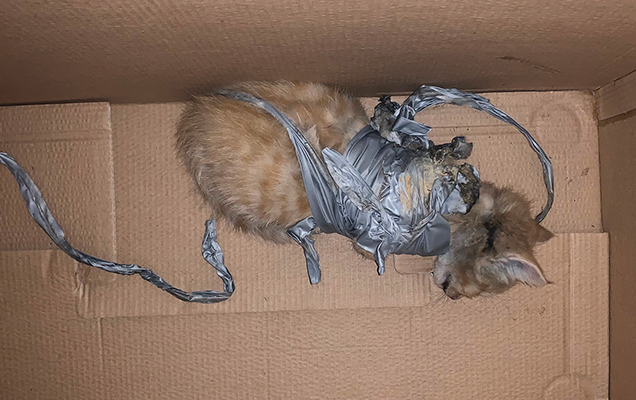 kitten wrapped in duct tape and inside a box